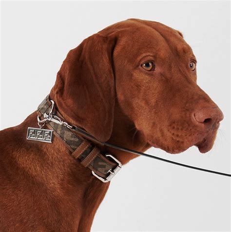 fake fendi dog collar|luxury pet dog collar leather.